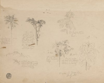Dibujo. Bocetos botánicos de Colombia. de Frederic Edwin Church
